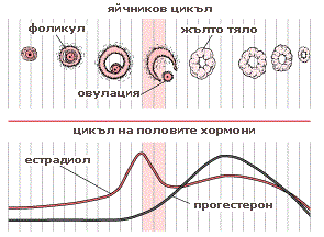 Фази на менструалния цикъл