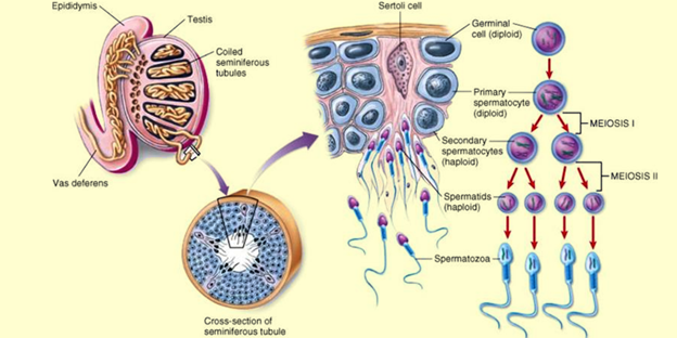 Спермограма, сперматозоиди, сперматогенеза